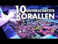 10 unterschätzte Korallen für dein MEERWASSERAQUARIUM - Fauna Marin