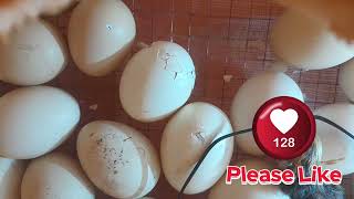 the process of hatching a chick.very beautiful chicks