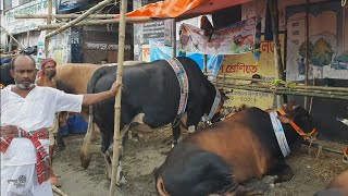 Biggest Cow Bahadur and Bahubali - Kamalapur Gorur Haat 2019