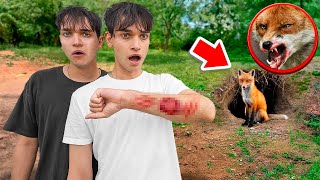 A Vicious Fox ATTACKED Me!