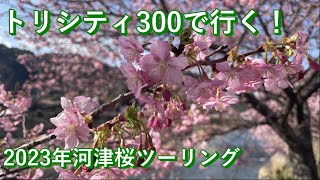 【トリシティ300】 今年も河津桜の季節なので静岡ツーリングへ行ってきた #128