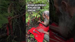 Beginilah Proses Rumit Pencabutan Ginseng #shorts #short