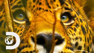 A Hungry Jaguar Hunts In The Mexican Rainforest | Wild Mexico