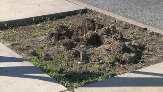 A dozen trees uprooted on Main Street in Niagara Falls, police look for suspects