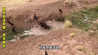 国外野猪泛滥，丧彪近距离猎杀野猪，300斤大野猪惨被一枪爆头。