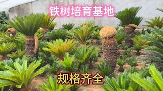 今天来到铁树园，看看公铁树开花好看还是木树开的好看，欣赏一下