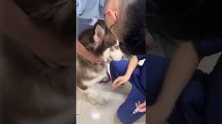 Are dogs also afraid of getting injections ?#dog #funny #pets #funnydog #dogvideos #