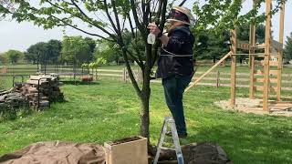 Catching a #honeybeeswarm PART 1 | 2021 #swarm season | #beekeeping