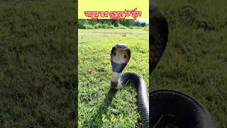 🐍স্বপ্নে সাপ দেখা ভালো না খারাপ? 🐍Seeing a snake in a dream is good or bad? #the_snake। #shorts