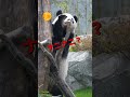 かくしてもダメでしゅよ 🍎いただき 子パンダ楓浜🐼 shorts