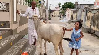 ఎవరో పిలిచినట్టే ఆవు మా ఇంటికి వచ్చింది//not editing video//they say tons of God’s stay in cow