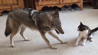Coyote Plays With Cat - Insane