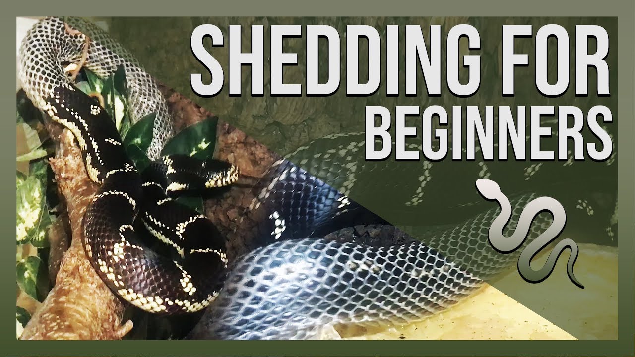 SHEDDING FOR BEGINNERS (Snakes) - YouTube