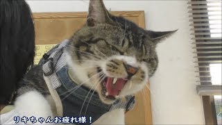 激おこ猫☆ゴジラ猫リキちゃん登場！今日も元気に怒ってます☆シャー連発☆動物病院通院日【リキちゃんねる　猫動画】Cat video　キジトラ猫との暮らし