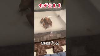 [ミヤコヒキガエル]  山下くんは食べるの下手すぎでもう飼い主どうしていいかわかりません