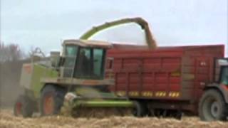 miscanthus cutting in field