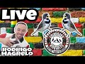 LIVE, Rodrigo Magrelo, Criadouro bico neles, TRAJETÓRIA e tudo sobre Coleiro de torneio e reprodução