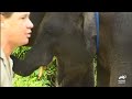 steve irwin s thrilling adventure with sumatran elephants crocodile hunter animal planet