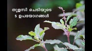 തുളസി ചെടിയുടെ 5 ഉപയോഗങ്ങള്‍