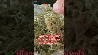 🌿 เมื่อวานนี้ไปเก็บหญ้านางนวล ได้แค่นี้ครับ แต่ใช้เวลาไม่นาน! 💰