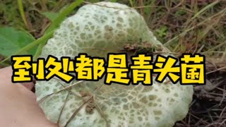 青头菌专场