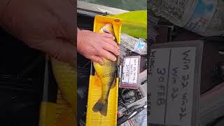 the biggest yellow perch you've ever seen!