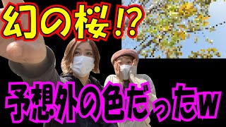 渋沢栄一翁が住んでた街・飛鳥山に１本だけある【緑の桜】⁉これはすごかった…