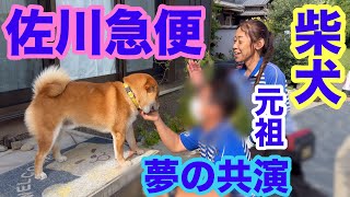 【柴犬】元祖 佐川急便さん達と再会！