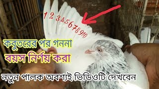 how to count pigeons feather||Bangladeshi pigeon|| কবুতরের পর বা বয়স কিভাবে নির্ণয় করবেন।।