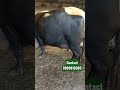 👍100% pure jafarabadi buffalo for sale in gujarat buffalovideo