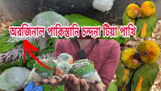 পাকিস্তানি চন্দনা টিয়া পাখির দাম কত || Alexander parrot price in Bangladesh || parrot ||