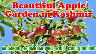 Beautiful Kashmir Apple 🍏🍏 Garden - കാശ്മീറിലെ മനോഹരമായ ആപ്പിള്‍ തോട്ടം