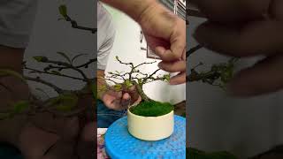 บอนไซ ไม้จิ๋ว ต้นชาฮกเกี้ยน มอสเขียวๆ #บอนไซ #ปลูกต้นไม้ #bonsai #ไม้จิ๋ว #ชาฮกเกี้ยน F\u0026Fbonsai