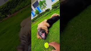 Duniya ka subse bahadur dog #trending #doglover #pets #ytshorts #popular #pitbull  #rottweiler #dob