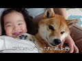 ２歳娘が柴犬の体で「ちっち」を学ぶ〜寝起き・散歩・モフモフタイム｜犬と子供のvlog