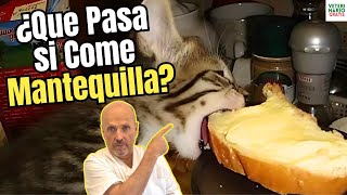 🆘 ¿LOS GATOS PUEDEN COMER MANTEQUILLA? ¿QUE PASA SI LO HACEN? 🆘