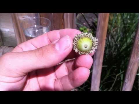 From acorns to oak trees – Part 1: Growing TREES from seed