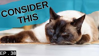 10 things to consider before getting a Siamese Cat (In detail)
