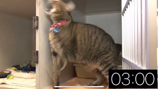 3 Minute Timer - Just Cats