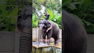 Elephant Safari and bath in Kerala #travel #elephantsafari #nature #shorts #nature #keralaturisam