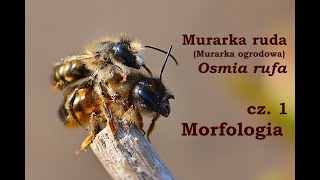 01 Murarka ruda,  Osmia rufa, Murarka ogrodowa - morfologia - film przyrodniczy