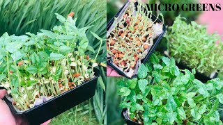 Microgreens |മൈക്രോഗ്രീൻസ് | ഇലക്കറികൾ എളുപ്പത്തിൽ വീട്ടിൽ തന്നെ