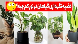 گیاهان آپارتمانی مقاوم به نور کم + نگهداری و جزییات خرید آنها