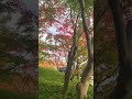 2022.11.22moa美術館　紅葉（茶の庭） peace autumnleaves 紅葉 moamuseum もみじ すずめの戸締まり