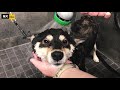 號稱全網最乖小黑柴，洗澡全程一聲不吭，主人好欣慰 shiba inu s bath time