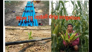 How to install drip irrigation system in corn farm របៀបរៀបចំប្រព័ន្ធតំណក់សម្រាប់ចម្ការពោត