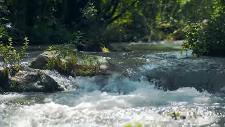 Stream Water and Forest Ambience for Stress Relief, Meditation, Relaxation, Study | LISTEN AND RELAX
