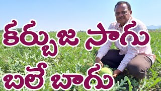 Karbuja Sagu In Telugu | Watermelon Culrivation | Watermelon Farming | కర్బుజ సాగు.