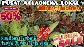 Pusat Aglaonema Lokal, Kualitas Terbaik Dengan Harga Sangat Ekonomis Size Besar Di Abil Taman *622