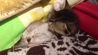 お布団でねんねする猫 sleeping kittens